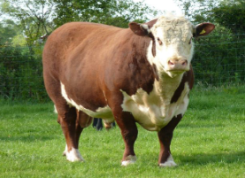 <p>What breed is this?</p>