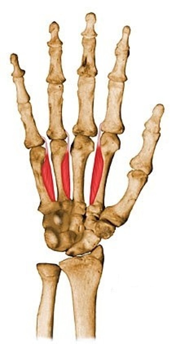 <p>anterior side</p>