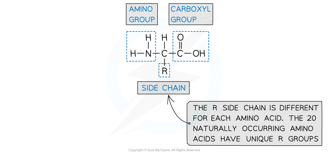 <p>proteins are made up from amino acid monomers </p><p>Amino acids have an aminocarboxylic acid structure</p><p><span>properties are governed by a branching side group - the R group</span></p>