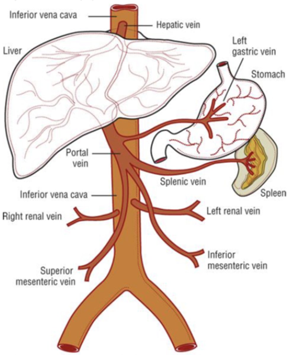 <p>- largest organ of the body</p><p>- receives dual blood supply (20% from hepatic artery, 80% from portal vein)</p>