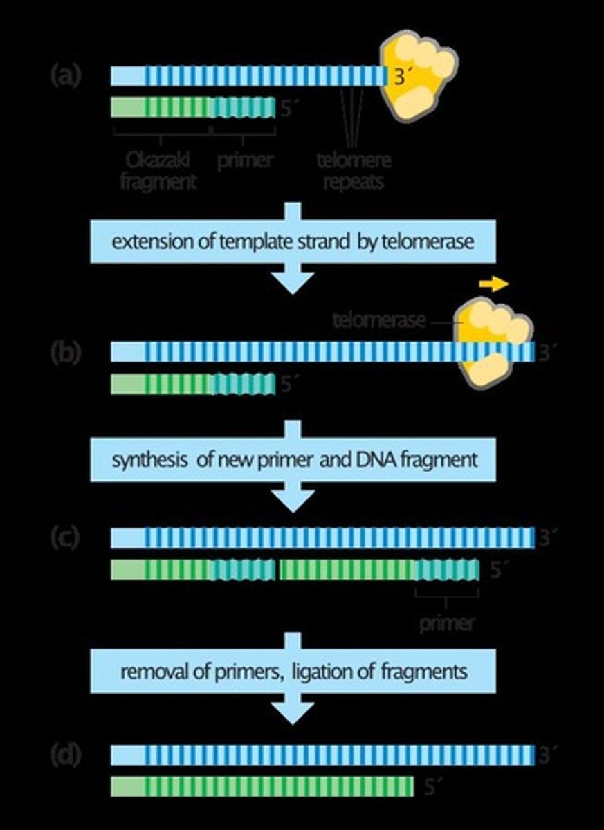 <p>An enzyme that extends the 3' end of a chromosome to allow primase to add a primer.</p>