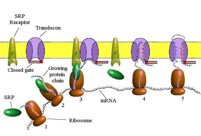 <p>A cytosolic complex that binds to the signal sequence and pauses translation until the ribosome docks at the ER.</p>
