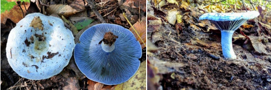 <p>Indigo Milk Cap gills</p>