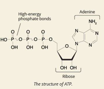 <p><strong>A:</strong> <strong>Adenosine</strong> + <strong>Ribose sugar</strong> + <strong>3 phosphate groups</strong></p>