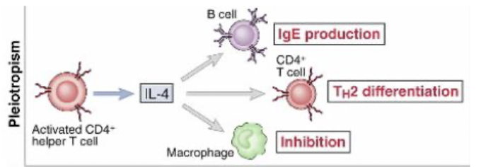 <p>an individual cytokine may be produced by many different cell types and act on many different cell types → <strong>cellular host efficiency</strong></p>