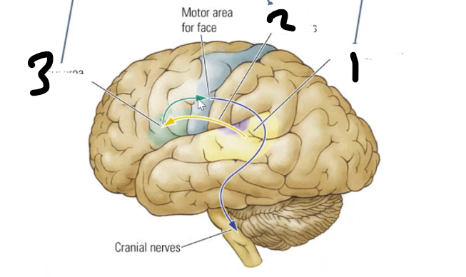 <p>1 ______ area is where sound images of words are stored like a dictionary it is connected to 2 _____ area where motor programs to talk are stored by the 3 _____ _____ connects these areas </p>