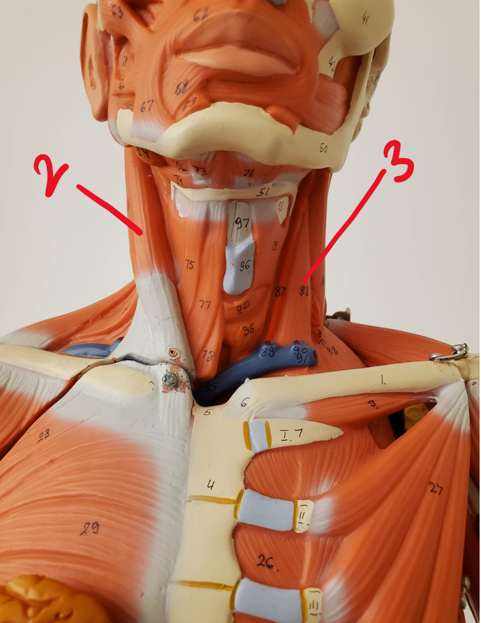 Anterolateral muscles of the neck #3