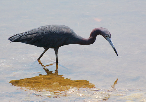 <p>Egretta caerulea</p>