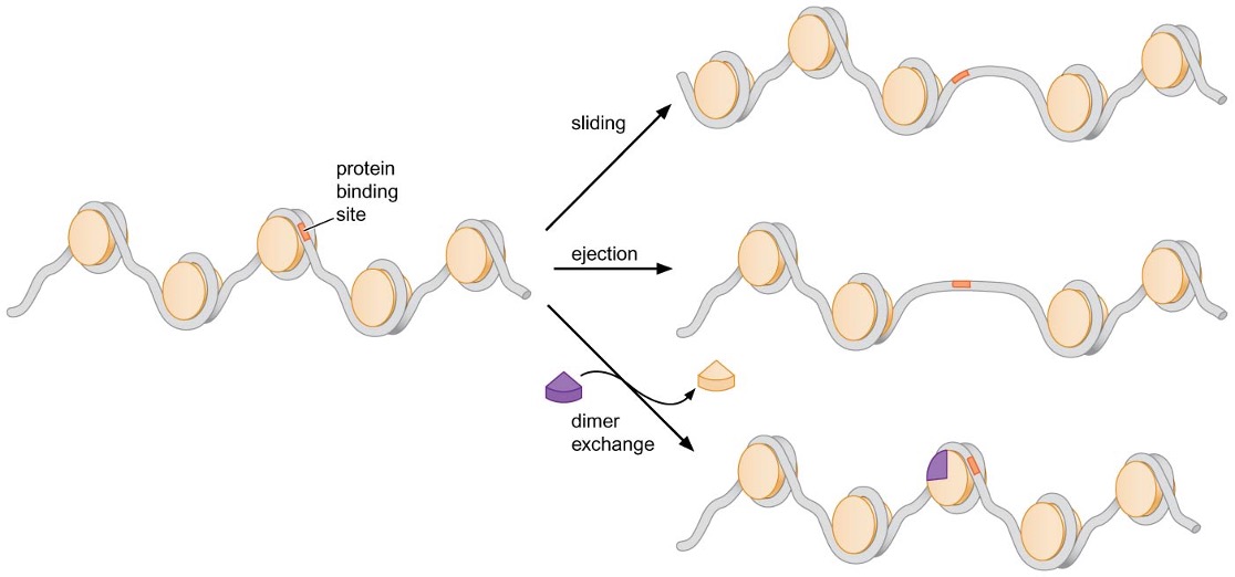 Sliding, ejection and dimer exchange