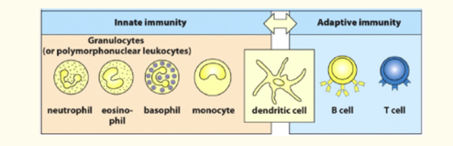 <p>presents antigen from pathogen to T cells</p>