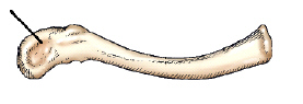 The part identified on the clavicle in this figure is the: