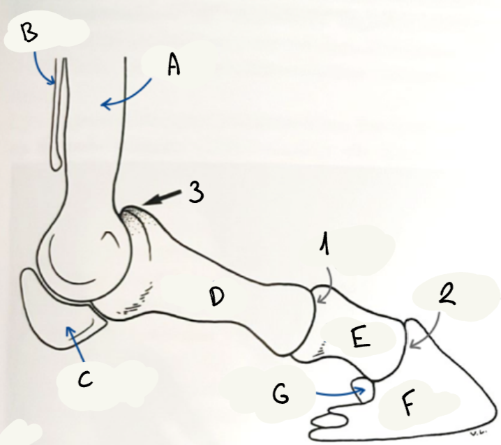 <p>Nommes les os en allemand</p>