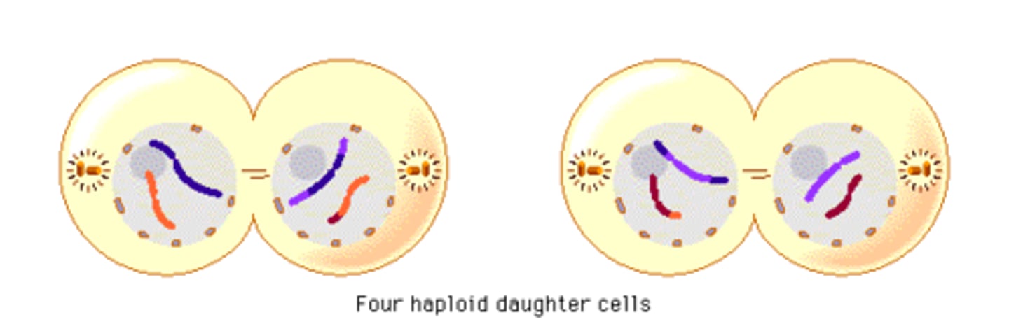 <p>1. cleavage furrow forms</p><p>2. chromosomes reach the poles</p><p>3. nuclear membrane and nuclei reform</p><p>4. four daughter cells are produced</p>