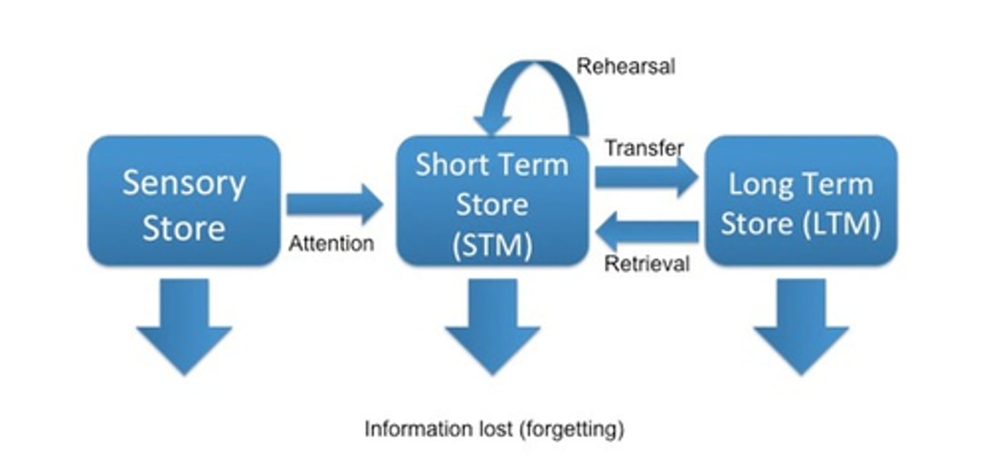 <p>Describes the transfer of information between these stores</p><p>= information passes through in a linear direction</p><p>= passive model</p><p>= describes short term memory as one unitary store</p><p>= comparable to a computer (input/process/output)</p>