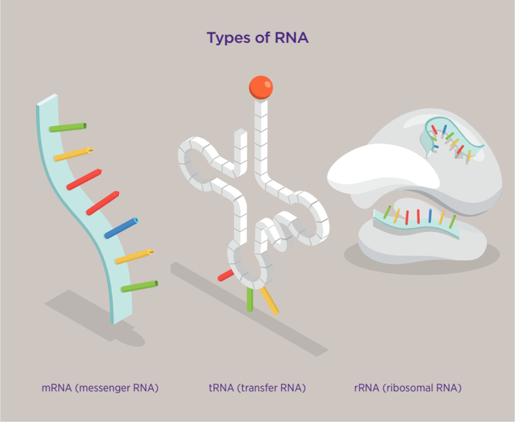 <p>Messenger RNA (mRNA), Transfer RNA (tRNA) and ribosomal RNA (rRNA)</p>