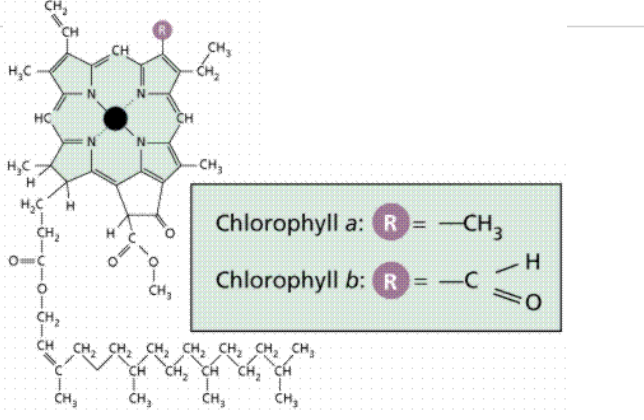 <p>how is the proton gradient across the thylakoid membrane generated</p>