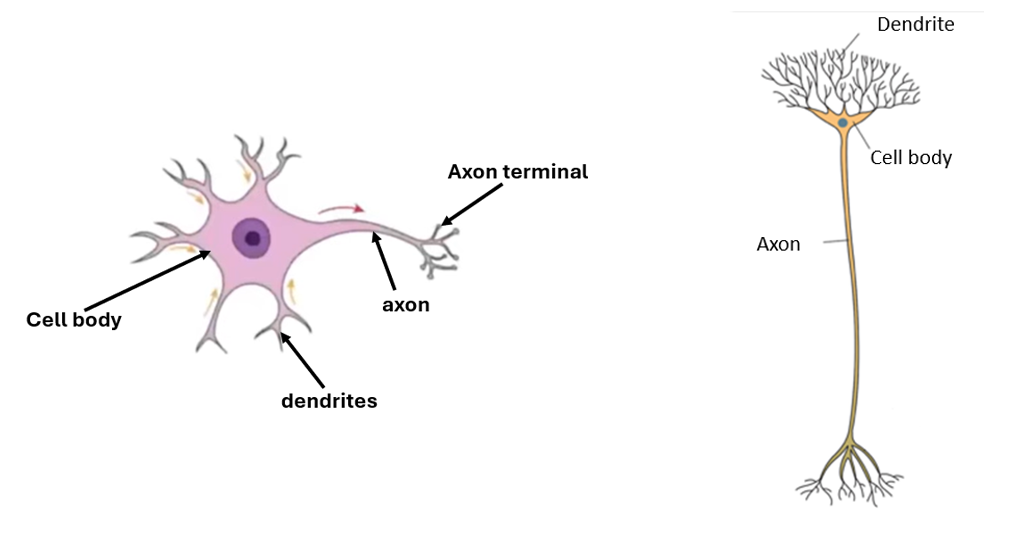 <p>[short axon and dendrites]</p>