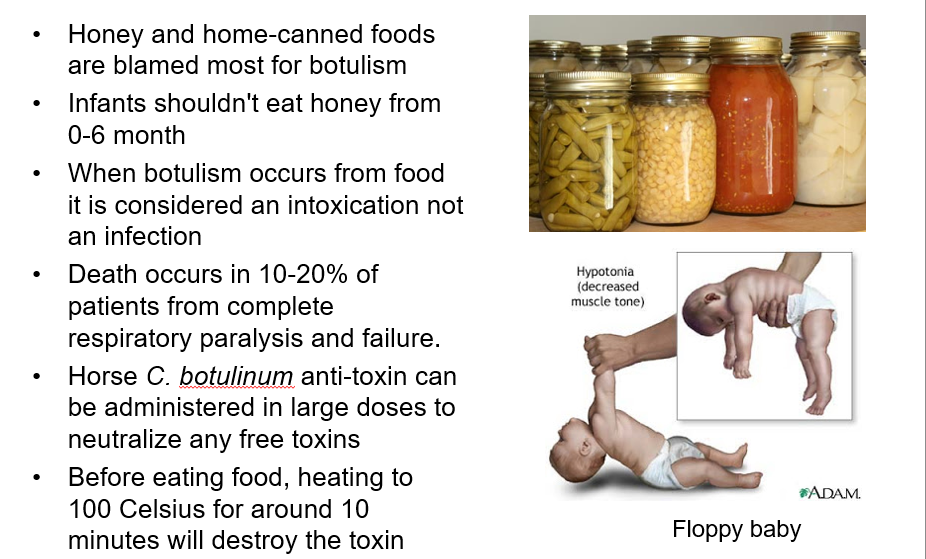 <ul><li><p>causes <strong>botulism</strong>, rare but serious paralytic illness caused by Botulinum neurotoxin </p></li><li><p>Foodborne botulism</p></li><li><p>Wound botulism</p><ul><li><p>injected drug users are at increased risk</p></li></ul></li><li><p>infant botulism</p><ul><li><p>caused by consuming the spores, which then grow in the intestines and release toxin </p></li></ul></li></ul><p></p>