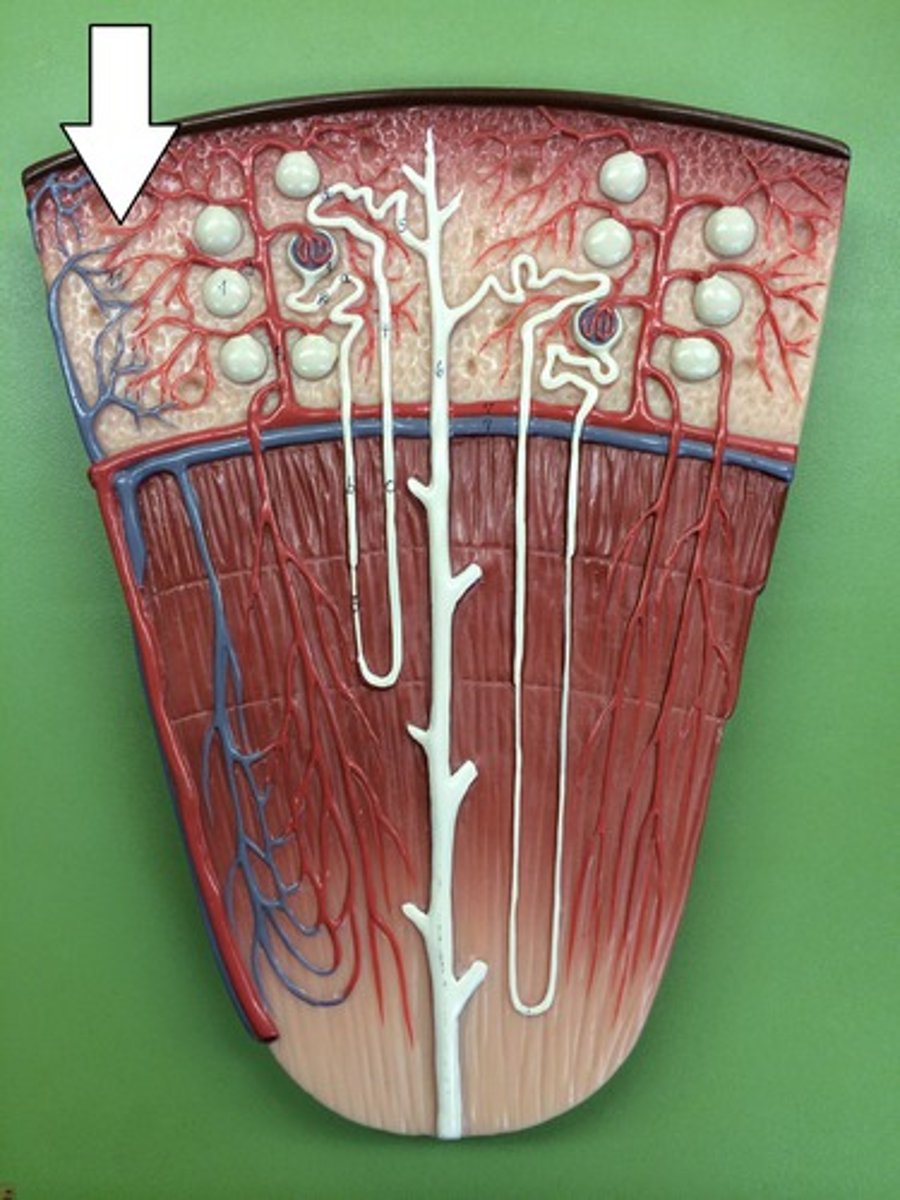 <p>collects blood from the efferent arterioles. The vast majority of fluid filtered at the glomerulus is reclaimed.</p>