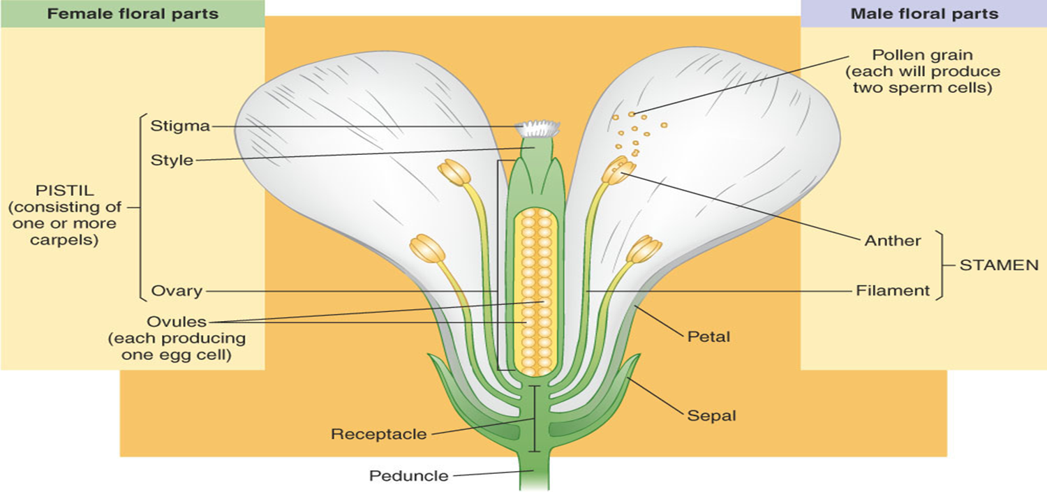 <ol><li><p>Stigma</p></li><li><p>Style</p></li><li><p>Ovary</p></li><li><p>Pistil</p></li><li><p>Ovules</p></li><li><p>Pollen grain</p></li><li><p>Anther</p></li><li><p>Filament</p></li><li><p>Stamen</p></li><li><p>Receptacle</p></li><li><p>Peduncle</p></li><li><p>Petal</p></li><li><p>Sepal</p></li></ol>