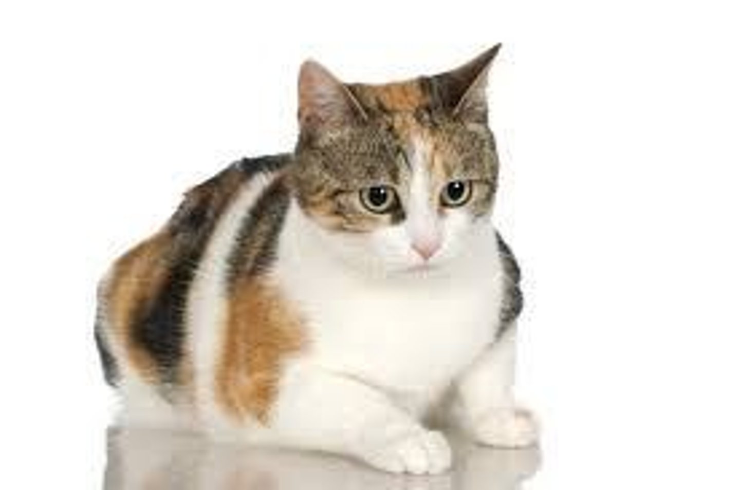 <p>Tortoiseshell with additional white spotting due to expression of separate white spotting gene.</p>