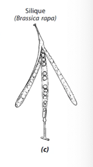 <p><strong>Dry Dehiscent Fruit:</strong> fruit of the mustard family, from two carpels and split in two halves with persistent partition</p>