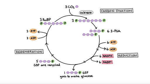 <p>Carbon Fixation, Reduction, Regeneration</p><p></p><p></p>