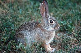 <p>Leporidae - Sylvilagus audubonii</p>