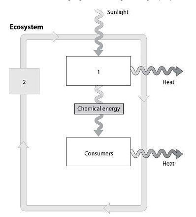 Which organism belongs to the group represented in box 1?