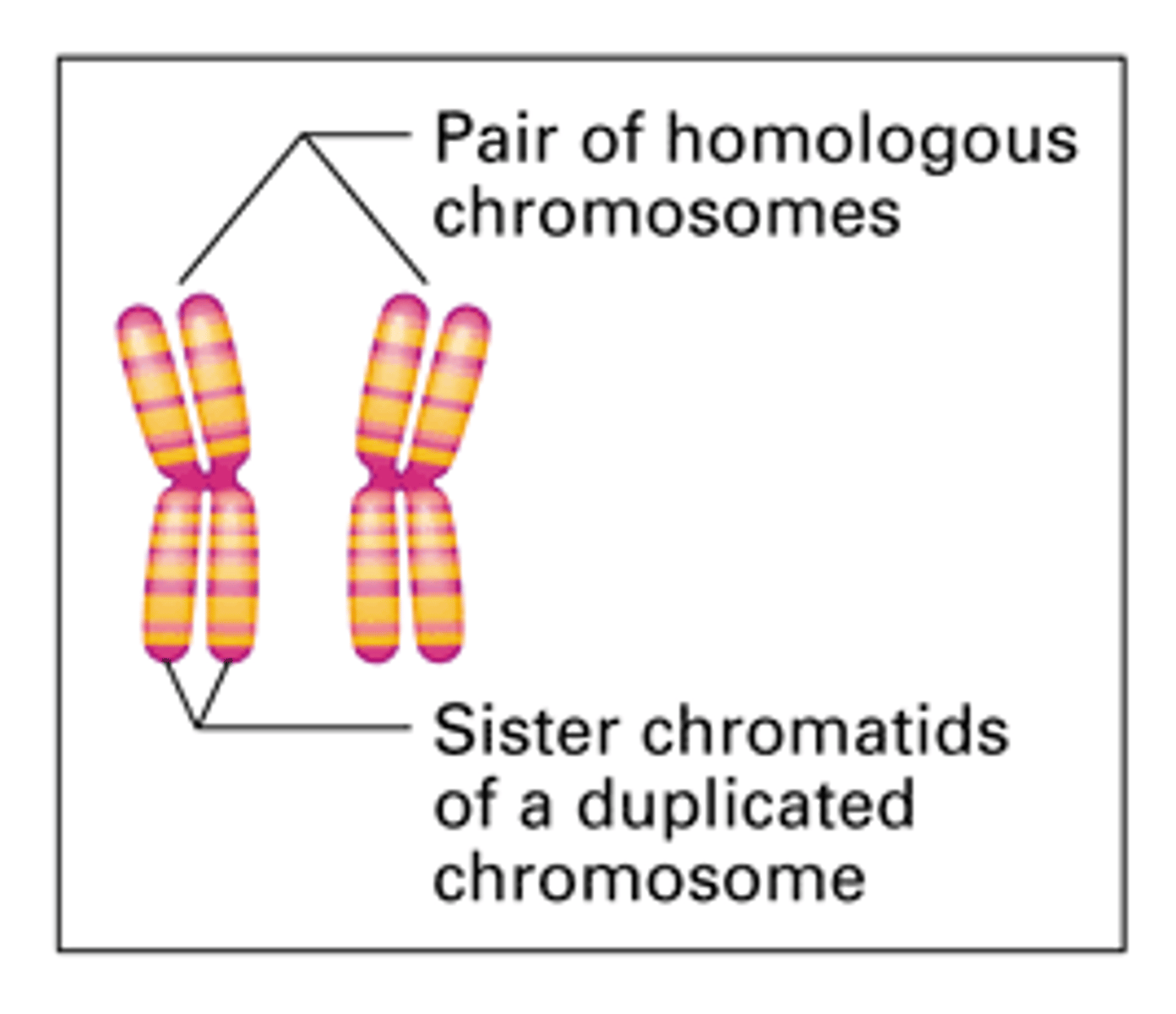 <p>Two genetically similar chromosomes, one from each parent.</p>