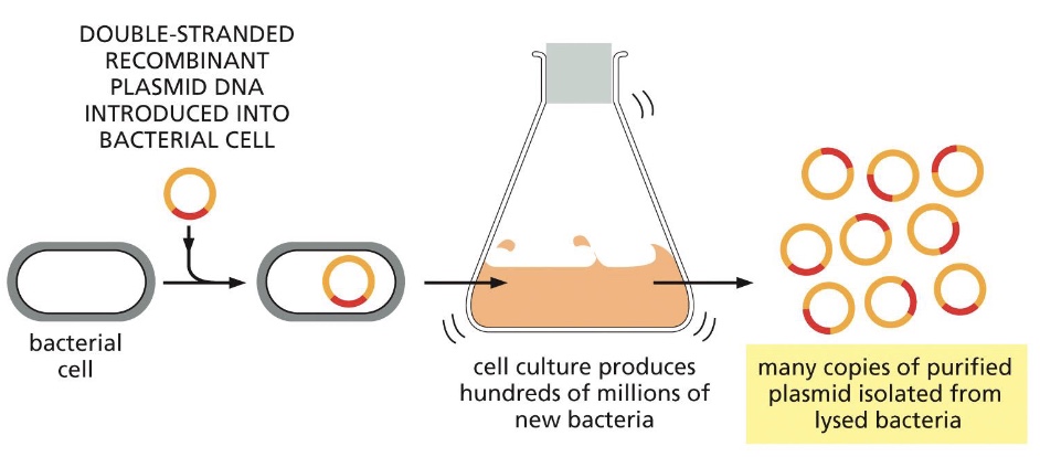 <p>These transformed bacteria are then suspended in a nutrient rich broth and allowed to proliferate to subsequently isolate the plasmid DNA from million of bacteria</p>