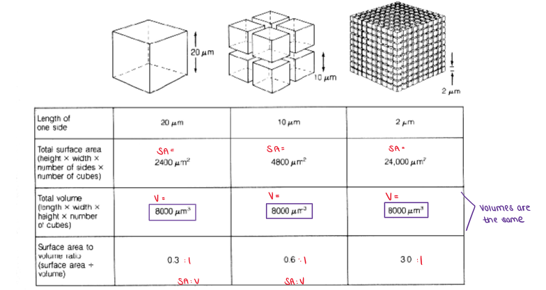 <p>(Cell Size (Maintaining Cellular Efficiency)) <u>Which increases faster as cells grow: Surface area or volume?</u></p><ul><li><p>SA and Volume Formulas</p></li></ul><p></p>