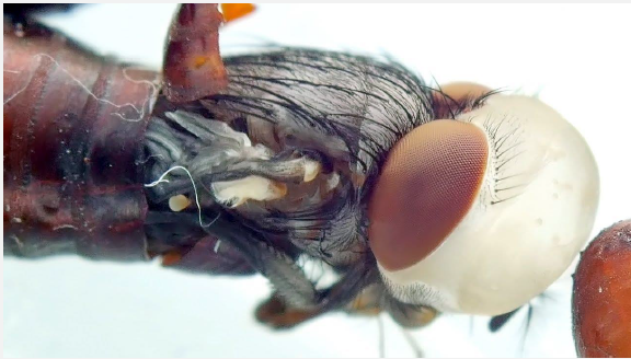 <p>Class of Diptera (flies) this fly belongs to</p>