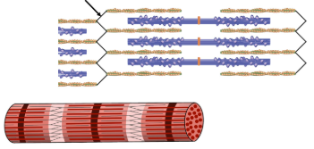 <p><span style="background-color: transparent;"><strong><span>Z line</span></strong></span></p>