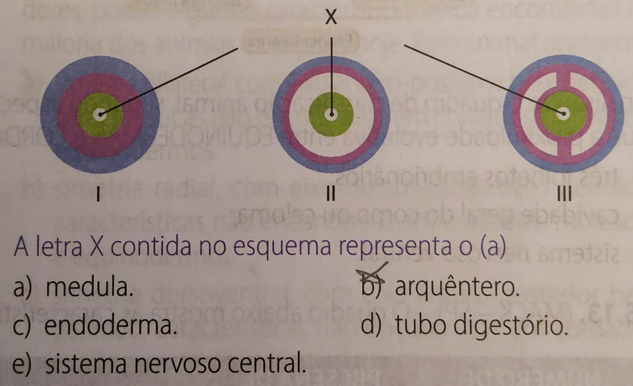 <p>celoma = espaço entre os folhetos embrionários</p><ol><li><p>acelomados</p><ul><li><p>só mesoderme</p></li><li><p>platelmintes</p></li></ul></li><li><p>pseudocelomados</p><ul><li><p>coberto parcialmente pela mesoderme</p></li><li><p>nematelmintes</p></li></ul></li><li><p>celomados</p><ul><li><p>celoma verdadeiro, cavidade totalmente delimitada pela mesoderme</p></li><li><p>resto</p></li></ul></li></ol>