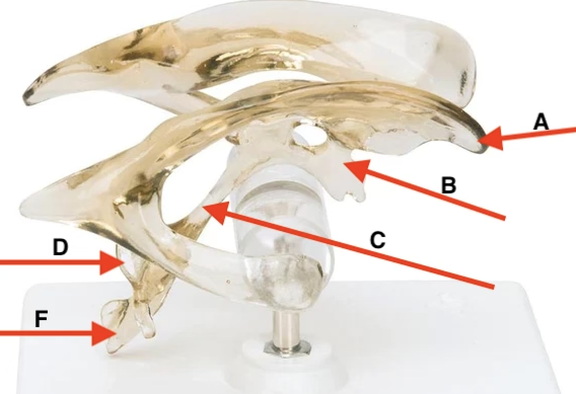 <p>Name point C. </p>