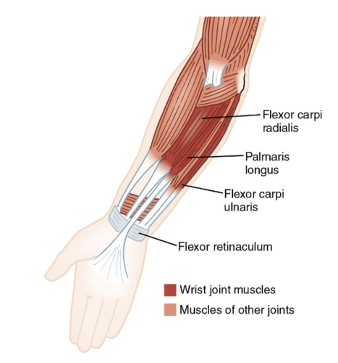 <p>flexor carpi ulnaris, flexor carpi radialis, palmaris longus</p>