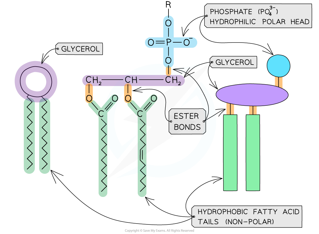 <ul><li><p>have 2 fatty acids and a phosphate group</p></li><li><p>phosphate head is a hydrophilic head:</p><ul><li><p>polar-attracted to water</p></li><li><p>not attracted to fat-orientates towards aqueous solutions</p></li></ul></li><li><p>fatty acids are hydrophobic tail:</p><ul><li><p>non-polar→orients away from water</p></li><li><p>mixes with fat- orientates away from aqueous solution</p></li></ul></li></ul>