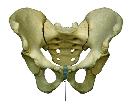 cartilaginous joint at which two pubic bones fuse together (non synovial)