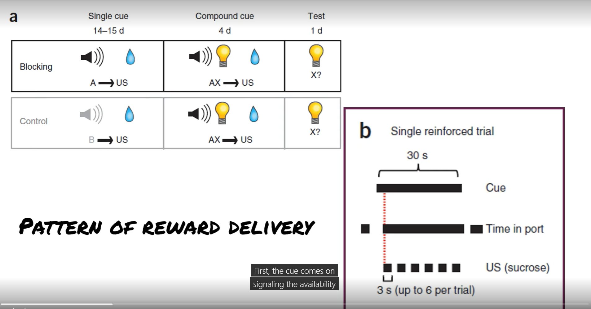 <p>Blocking Task: sound cue &gt; water drop, sound cue/light (compound cue) &gt; water, light &gt; water</p><p>Control Task: water, sound cue/light (compound cue) &gt; water, light &gt; water</p><p></p><p>the cue is delivered for 30 seconds and signals availability for the water reward, the rat has to put its nose into a port to receive the reward, once in the port reward is delivered 6 times in 3 seconds intervals as long as rat remains in port</p>