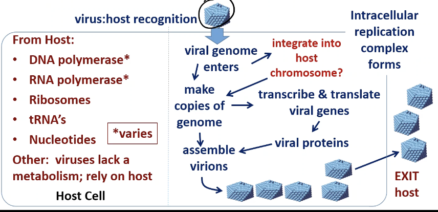 <ul><li><p><span style="font-family: &quot;ADLaM Display&quot;;"><span>New viruses leave the host cell:</span></span></p><ul><li><p><span style="font-family: &quot;ADLaM Display&quot;;"><span>Lysis</span></span></p><ul><li><p><span style="font-family: &quot;ADLaM Display&quot;;"><span>Cell bursts (common in bacteria)</span></span></p></li></ul></li><li><p><span style="font-family: &quot;ADLaM Display&quot;;"><span>Budding</span></span></p><ul><li><p><span style="font-family: &quot;ADLaM Display&quot;;"><span>Virus "buds off" from cell membrane (common in animal viruses w/ envelopes)</span></span></p></li></ul></li></ul></li><li><p><span style="font-family: &quot;ADLaM Display&quot;;"><span>New virions infect more cells</span></span></p></li></ul><p></p>
