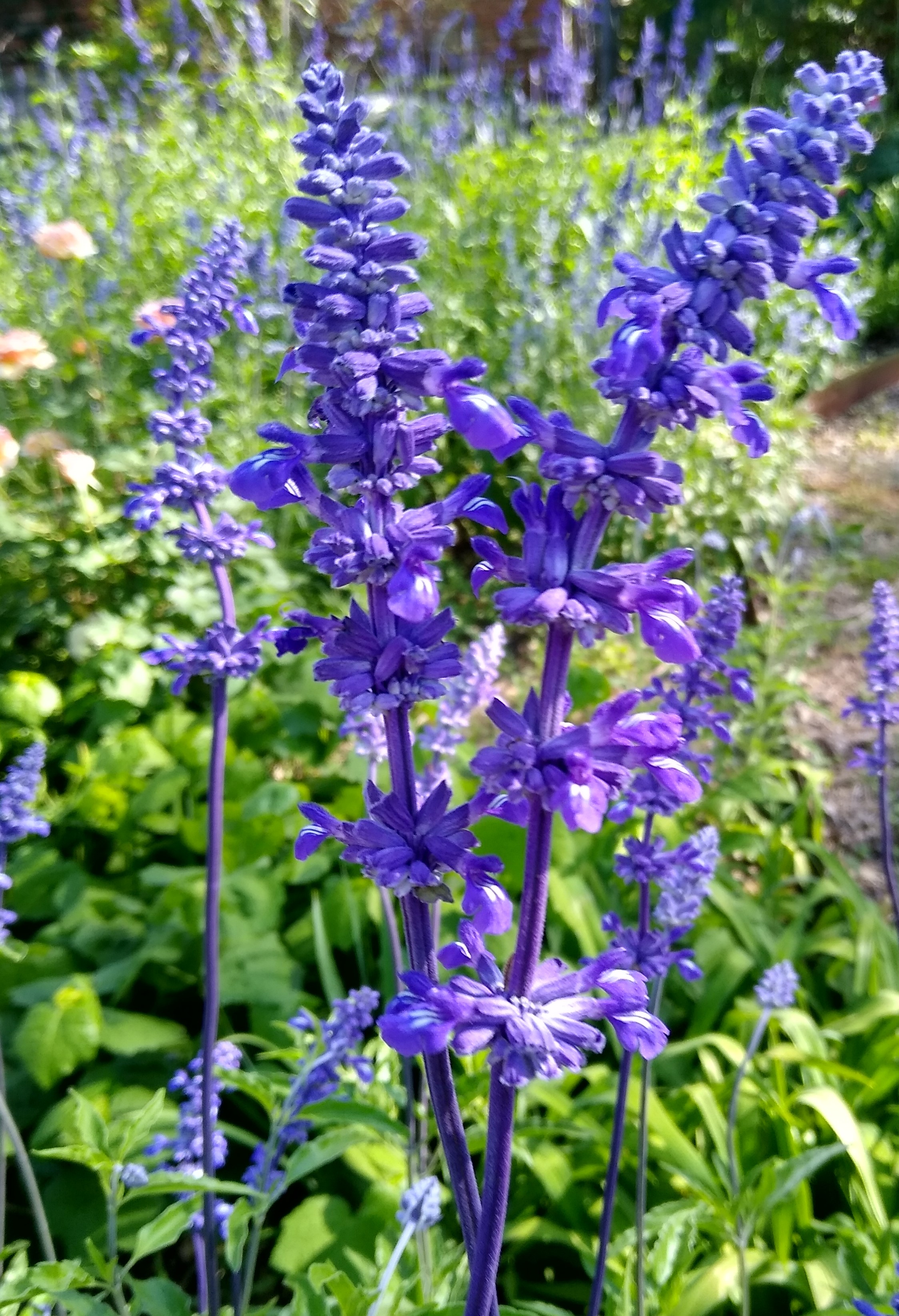 <p><span>Salvia farinacea</span></p>