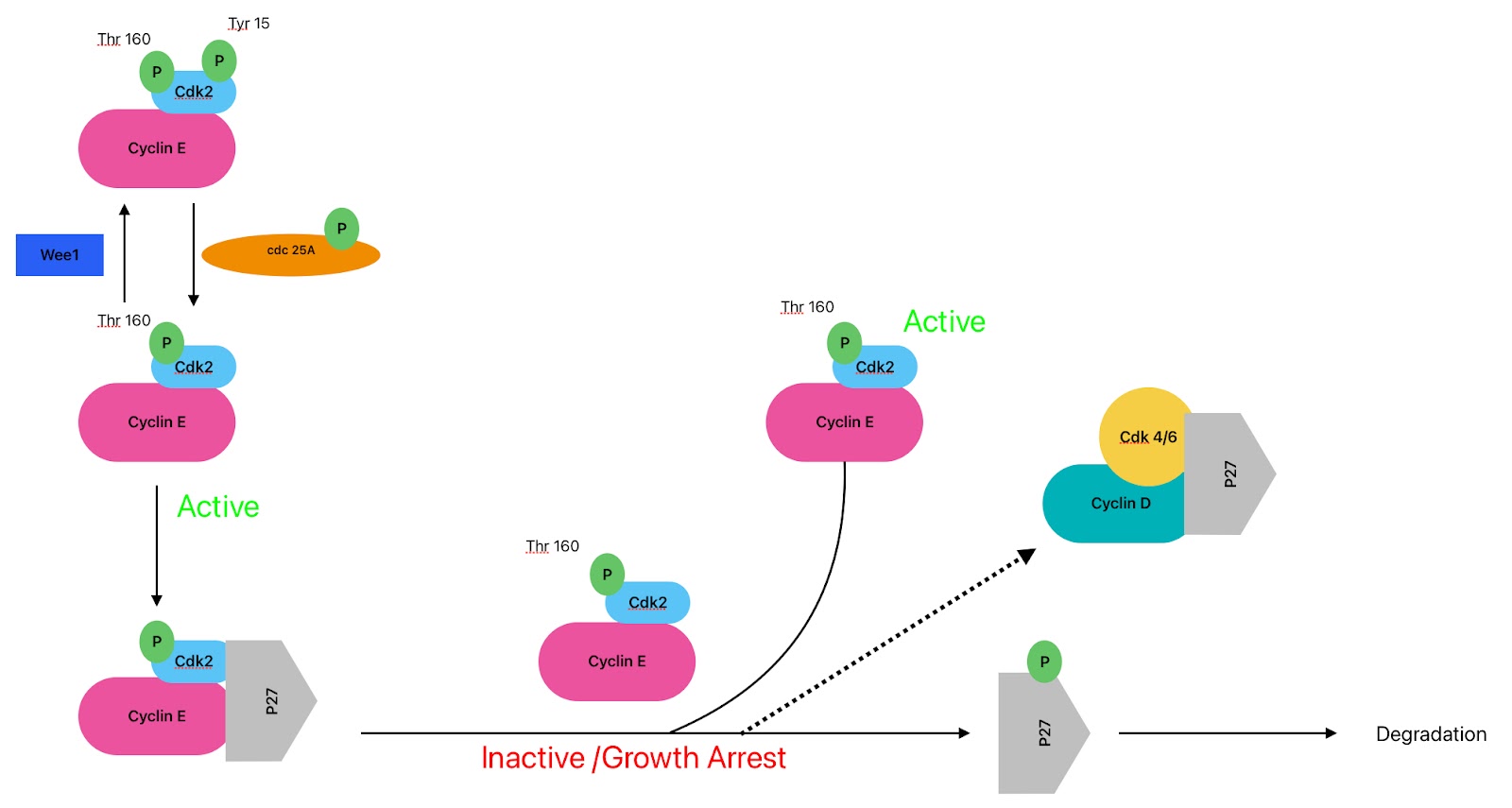 <ul><li><p><span>Many cancers overexpress (more than there should be)&nbsp; cyclin E mRNA or protein (way more than 50% of cancers)</span></p></li><li><p><span>Breast, lung, cervix, endometrial, GI, lymphoma, leukemia&nbsp;</span></p></li><li><p><span>Anything that affects Rb may increase cyclin E by E2F</span></p></li><li><p><span>we need to take INK4 off cdk 4 and we do this through p27 making the complex active…take p27 away from cyclin E allows cdk4/6 and cyclin D to become active…eventually you will get more cyclin D/cdk4 which will over come that and p27 bumping INK4 off means that it is easier to get cyclin D/cdk4 activate meaning you can start to phosphorylate retinoblastoma easier…but p27 and cyclin E fit into the next step…. Both cyclin E and D are activated by MAP kinase&nbsp;</span></p></li><li><p><span>We get activated cdk2 once we start phosphorylating retinoblastoma that causes the E2F transcription factors to become active and E2F makes cyclin E which binds to prime cdk2 but there is so much p27 once you start to make this it is immediately inhibited…so we need to get rid of p27 to get more cyclin E/cdk2…cyclin E/cdk2 phosphorylate p27 causes its degradation…so we want more active cyclin E/cdk2 to allow it to degrade p27 to make the process of going through G1 more efficient&nbsp;</span></p></li><li><p><span>How does cyclin E/cdk 2 become active to degrade p27?&nbsp;</span></p></li><li><p><span>1. Gene Amplification [cyclin E]</span></p><ul><li><p><span>infrequency (2-20%)[only 2 to 20% of cancers that have elevated cyclin E]</span></p></li><li><p><span>endometrial, ovarian, colorectal, breast and gastric&nbsp;</span></p></li></ul></li><li><p><span>2. Disrupted Degradation (this happens in both cyclin D and E)</span></p><ul><li><p><span>2a: loss of Fbw7 (F-BOX protein of cyclin E); 2 step process</span></p><ul><li><p><span>A. Loss of one allele (gene copy)[2 Alleles for every gene]&nbsp;</span></p><ul><li><p><span>This means when we activate Fbw7 we get half the amount protein leads to half the amount of cyclin E ubiquitination and we get half the amount of cyclin E degradations…affects degradation that affects how cyclin E builds up slowly over time eventually resulting. In 2.</span></p></li></ul></li><li><p><span>B. Point mutations of remaining allele (one of the amino acids have changed)&nbsp;</span></p><ul><li><p><span>cyclin E will now go up and then go down at the beginning…. And cyclin E when it goes up will activate E2F which will transcribe DNA (perpetual activation of E2F0 and then if cyclin E stays up you make more DNA resulting in more genes and now we have lost cell regulation and more mutations get through and we get a mutation in Fbw7 (it could also be that Fbw7 is in a spot that commonly gets skipped over)</span></p></li></ul></li></ul></li><li><p><span>2b: Cyclin E Phosphorylated at T380 by GSK3-beta</span></p><ul><li><p><span>GSK3-beta causes cyclin E export and degradation&nbsp;</span></p></li><li><p><span>mutation of this site (T380) would prevent phosphorylation, degradation and accumulation of cyclin E would occur&nbsp;</span></p></li><li><p><span>not found yet (in forms of mutation)&nbsp;</span></p></li><li><p><span>GSK3-beta phosphorylates cyclin D and cyclin E and turns it off&nbsp;</span></p></li></ul></li></ul></li><li><p><span>Clinical marker</span></p></li><li><p><span>Predictive of patient outcome: Breast, lung, laryngeal, adrenocortical</span></p></li><li><p><span>May be indirect effect</span></p></li><li><p><span>Overexpression may cause genetic instability</span></p></li><li><p><span>Elevated cyclin E activity impairs <em>proper</em> S-phase progression</span></p></li><li><p><span>Impaired replication, DNA breakage and premature entry into M</span></p></li><li><p><span>Effects more dramatic when coupled with p53 loss&nbsp;</span></p></li><li><p><span>Therapy:</span></p><ul><li><p><span>Cdk2 inhibitors (not cyclin E)</span></p></li><li><p><span>Problem: If cyclin E overexpression leads to genetic instability……..</span></p></li><li><p><span>inhibiting cdk2 won’t treat what is wrong, unless…….</span></p></li><li><p><span>Cyclin E overexpression detected before genetic problems start&nbsp;</span></p></li></ul></li></ul><p></p>