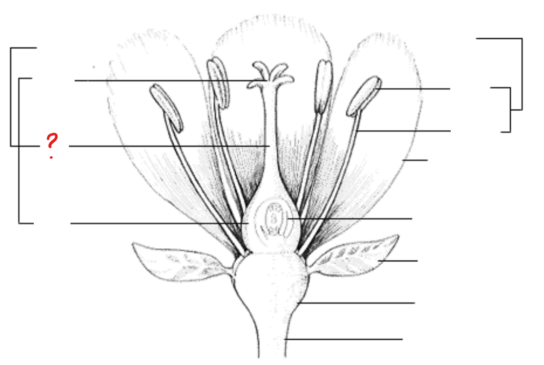 <p>stalk of the carpel/pistil</p>