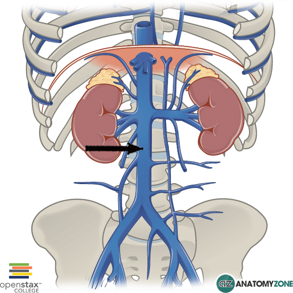 <p>the largest vein in the body</p>