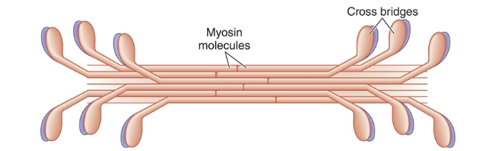 <p>What is <strong>myosin </strong>and what does it do?</p>