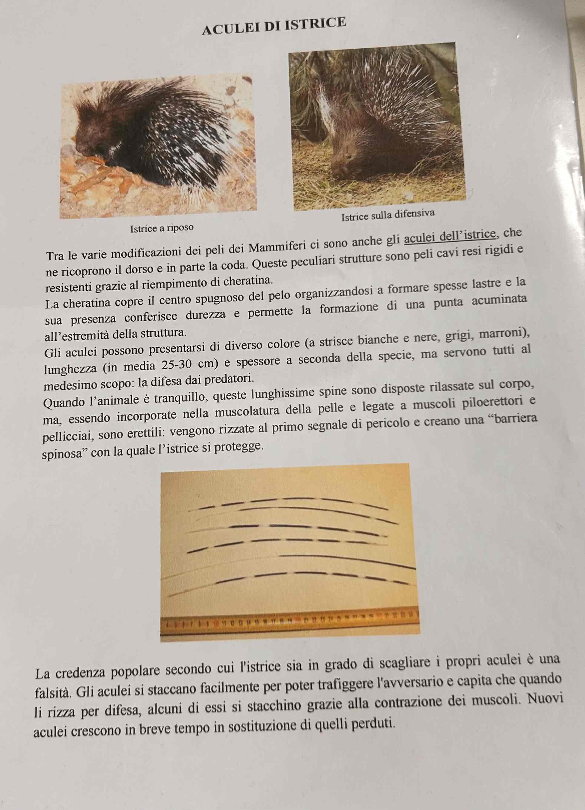 <p>(Aculei di istrice)</p>
