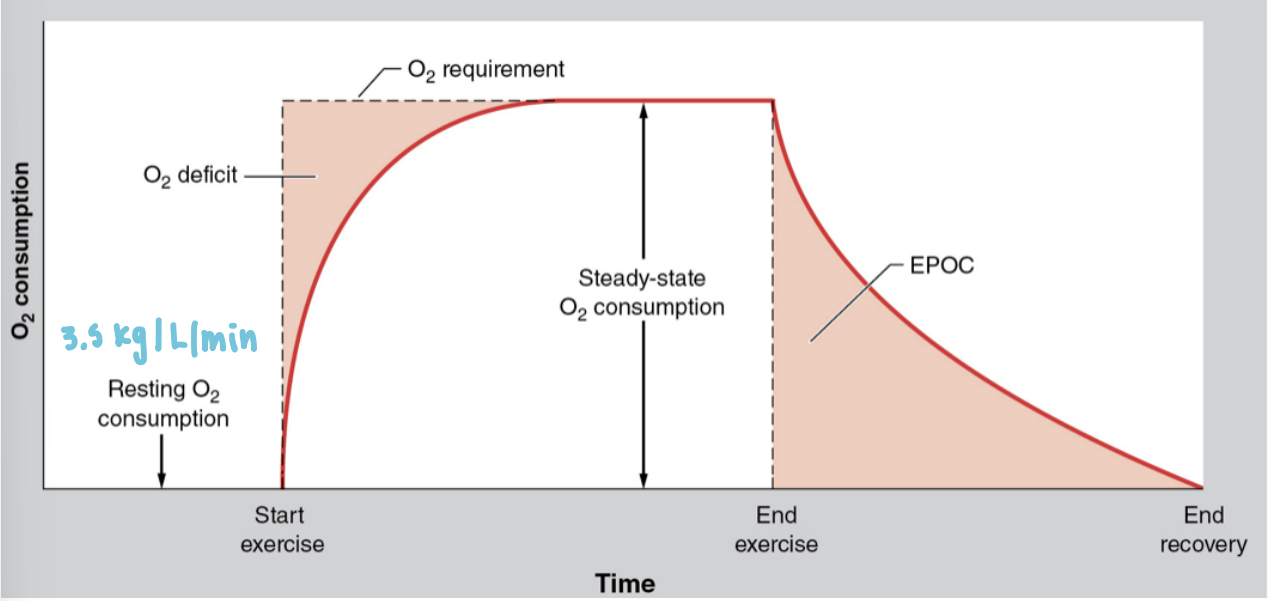 <ul><li><p>replenishes ATP/PCr stores</p></li><li><p>converts lactate to glycogen</p></li><li><p>replenishes hemomyoglobin and clears CO<sub>2</sub></p></li></ul><p></p>