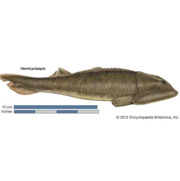 <p>What Superclass and Order did this organism belong to? Why is this order relevant to evolution of vertebrates?</p>