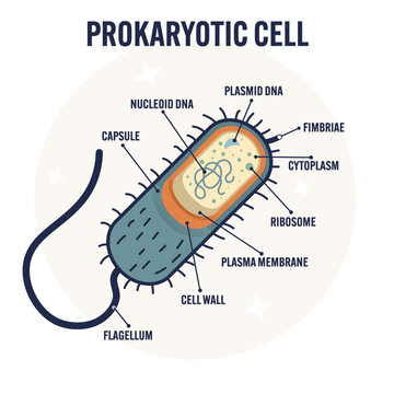 <p><span style="background-color: inherit; line-height: 23px;">Flagellum- powered by Proton Motive Force</span></p>